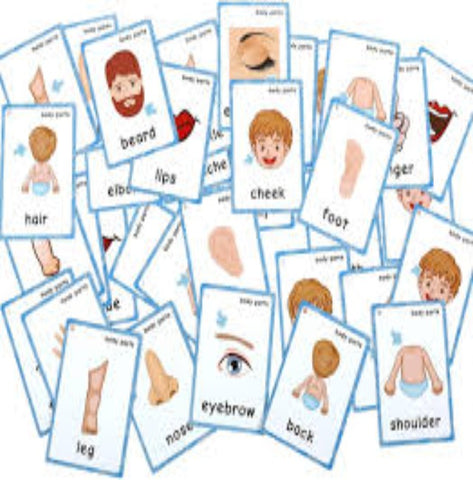 Trueliving Krazy Body Parts Flash Cards for Kids & Toddlers Early Learning Material for Preschool