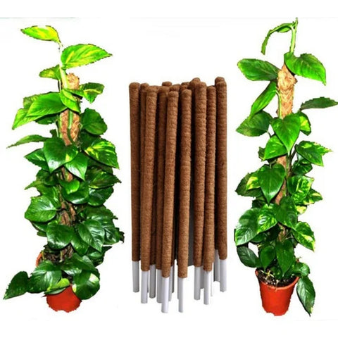 Moss Sticks for Money Plant & Climbers | Strong Plant Support Pole