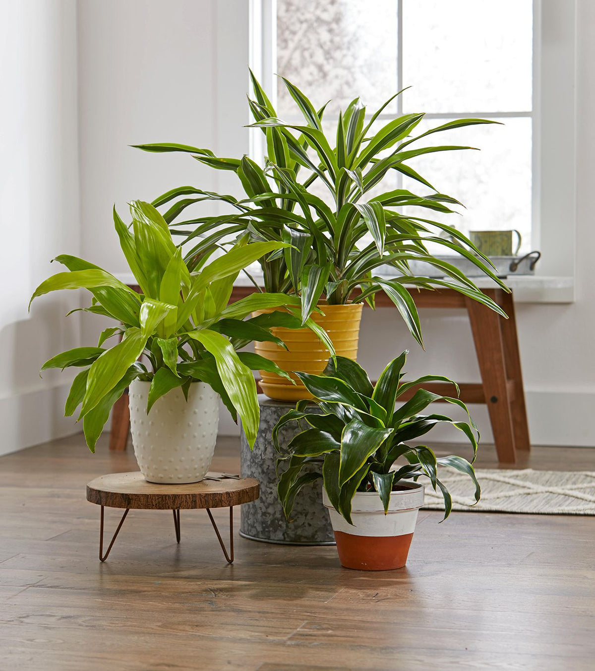 Office time Baby Plant (Without Pot)